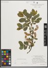 Foto von Salix mielichhoferi Saut.